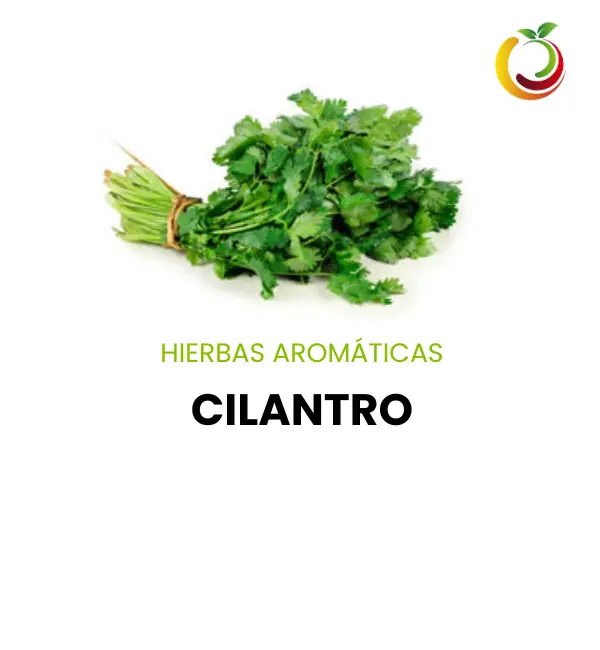 cilantro