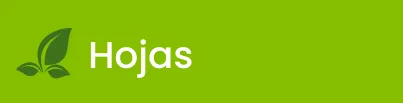 Hojas